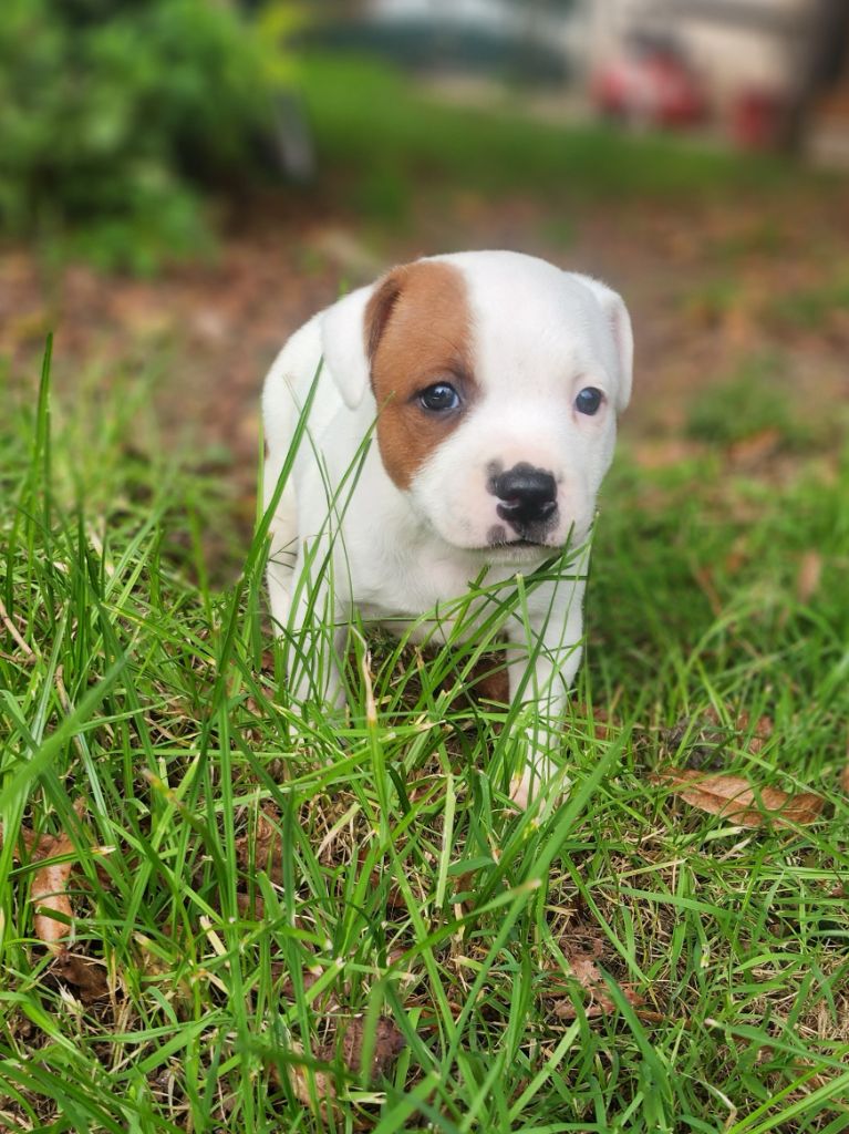 Pascale Trompas - Chiot disponible  - Staffordshire Bull Terrier