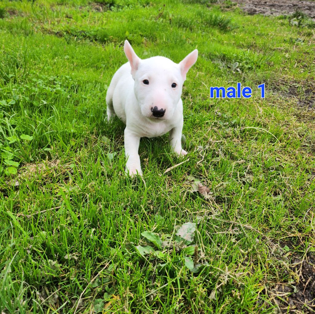 Pascale Trompas - Chiot disponible  - Bull Terrier Miniature