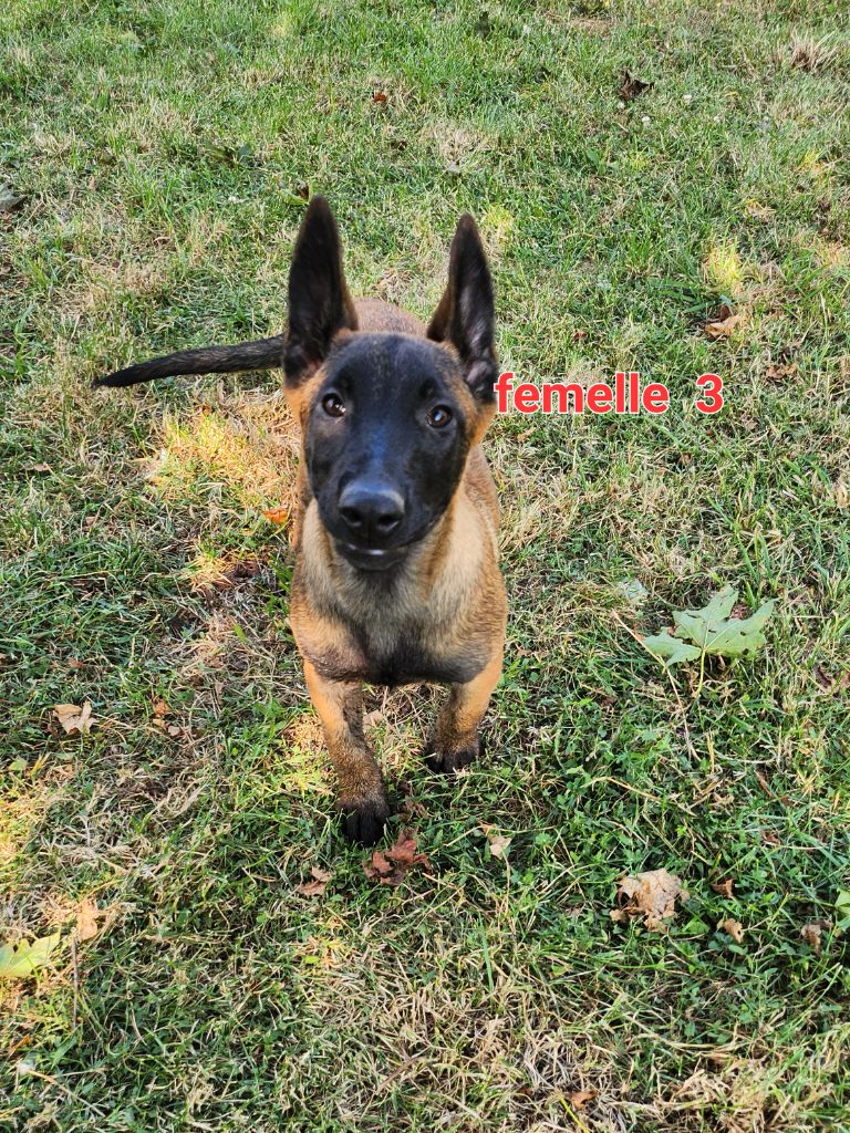 Pascale Trompas - Chiot disponible  - Berger Belge