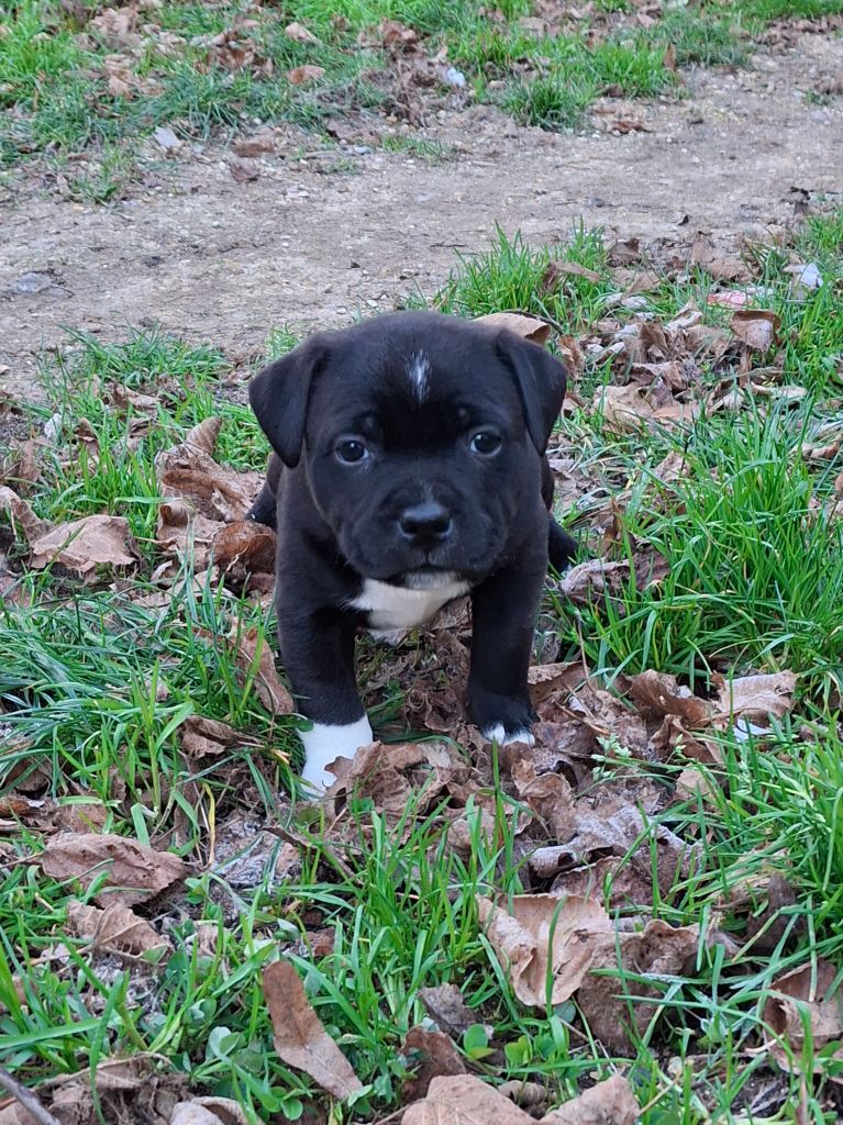 Pascale Trompas - Chiot disponible  - Staffordshire Bull Terrier