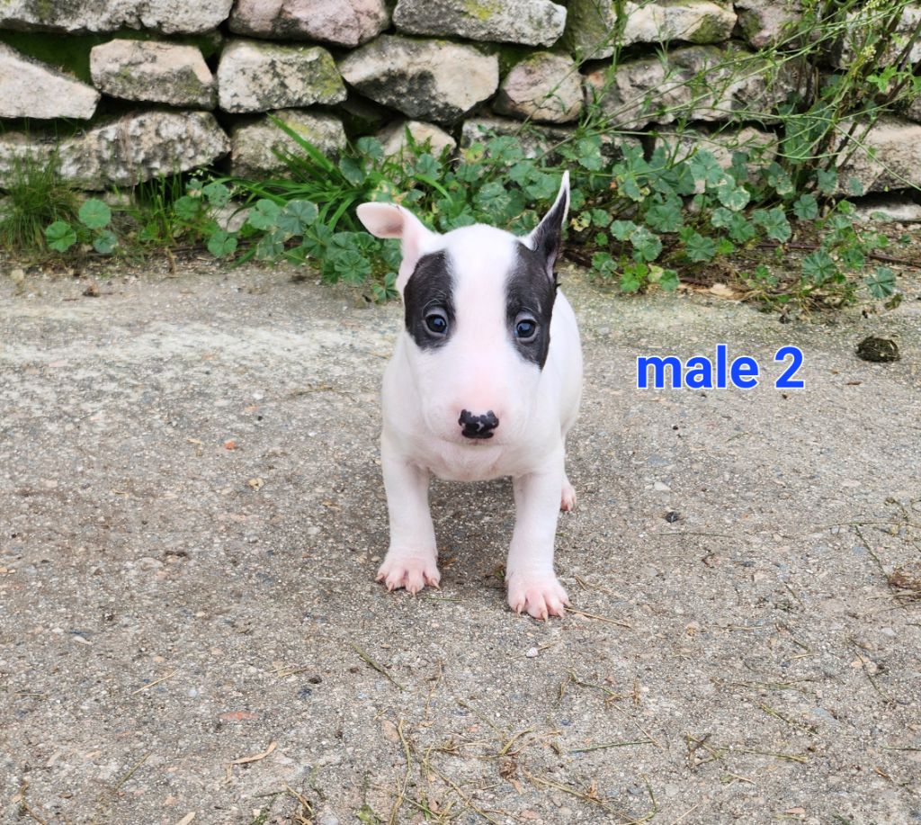 Pascale Trompas - Chiot disponible  - Bull Terrier Miniature