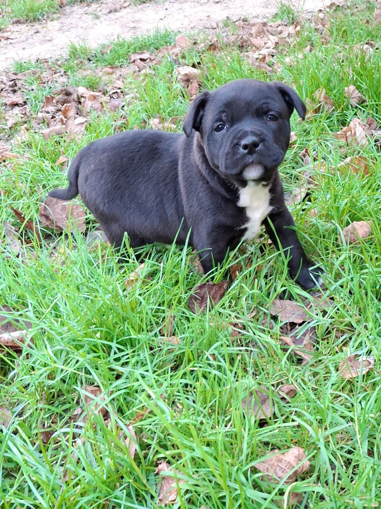 Pascale Trompas - Chiot disponible  - Staffordshire Bull Terrier