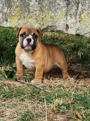 Pascale Trompas - Bulldog Anglais - Portée née le 26/05/2024