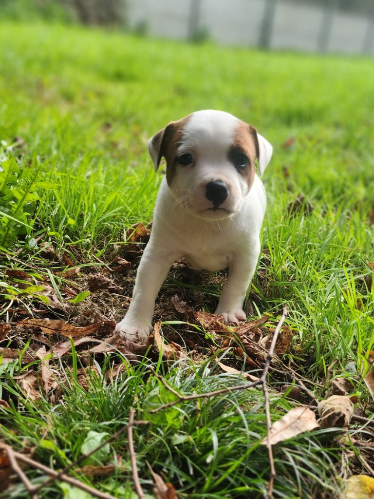 Pascale Trompas - Chiot disponible  - Staffordshire Bull Terrier