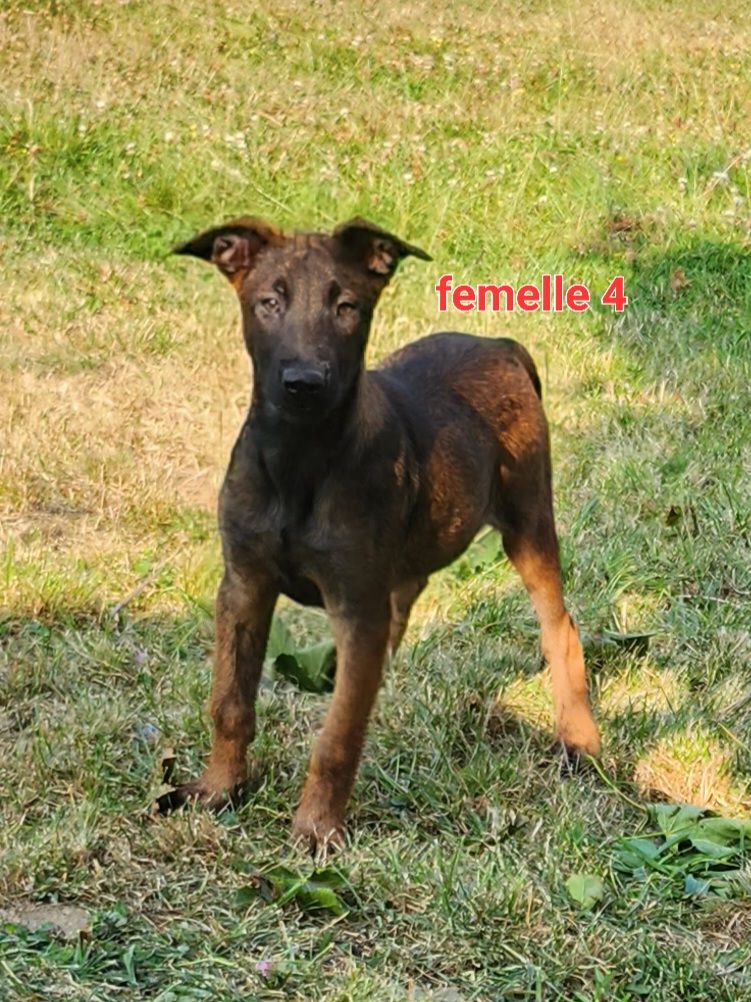 Pascale Trompas - Chiot disponible  - Berger Belge