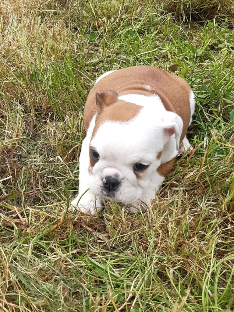 Pascale Trompas - Chiots disponibles - Bulldog Anglais