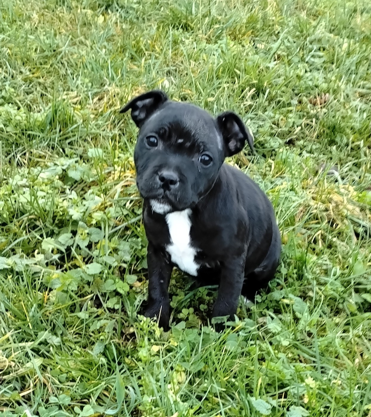 Pascale Trompas - Chiots disponibles - Staffordshire Bull Terrier