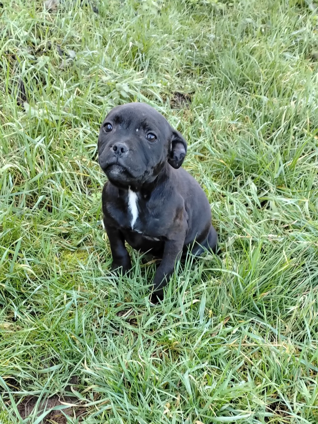 Pascale Trompas - Chiots disponibles - Staffordshire Bull Terrier