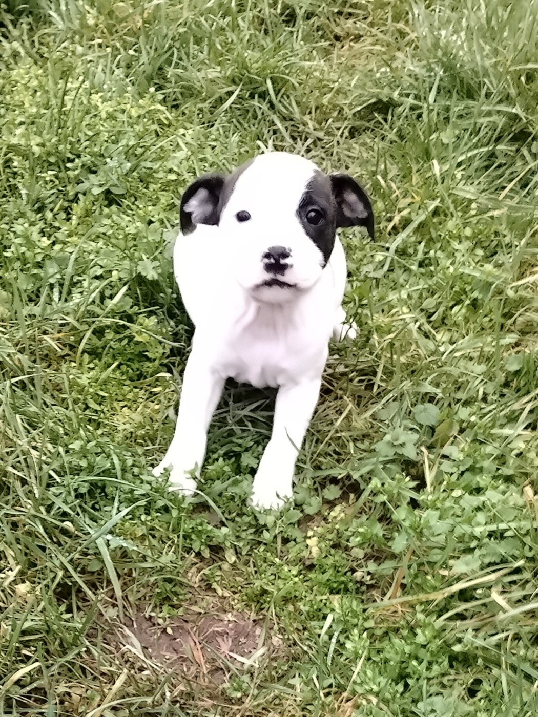 Pascale Trompas - Chiots disponibles - Staffordshire Bull Terrier