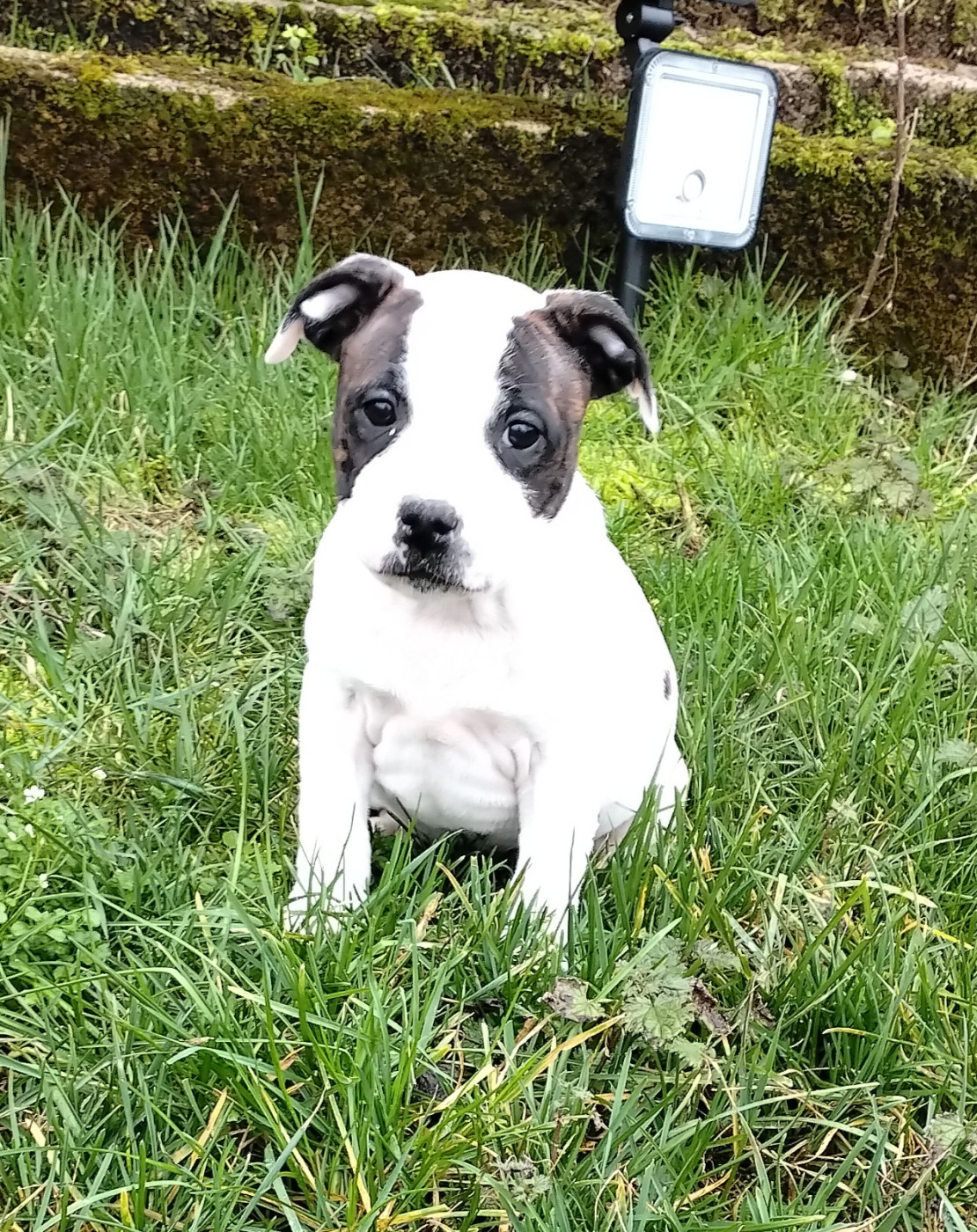 Pascale Trompas - Chiots disponibles - Staffordshire Bull Terrier