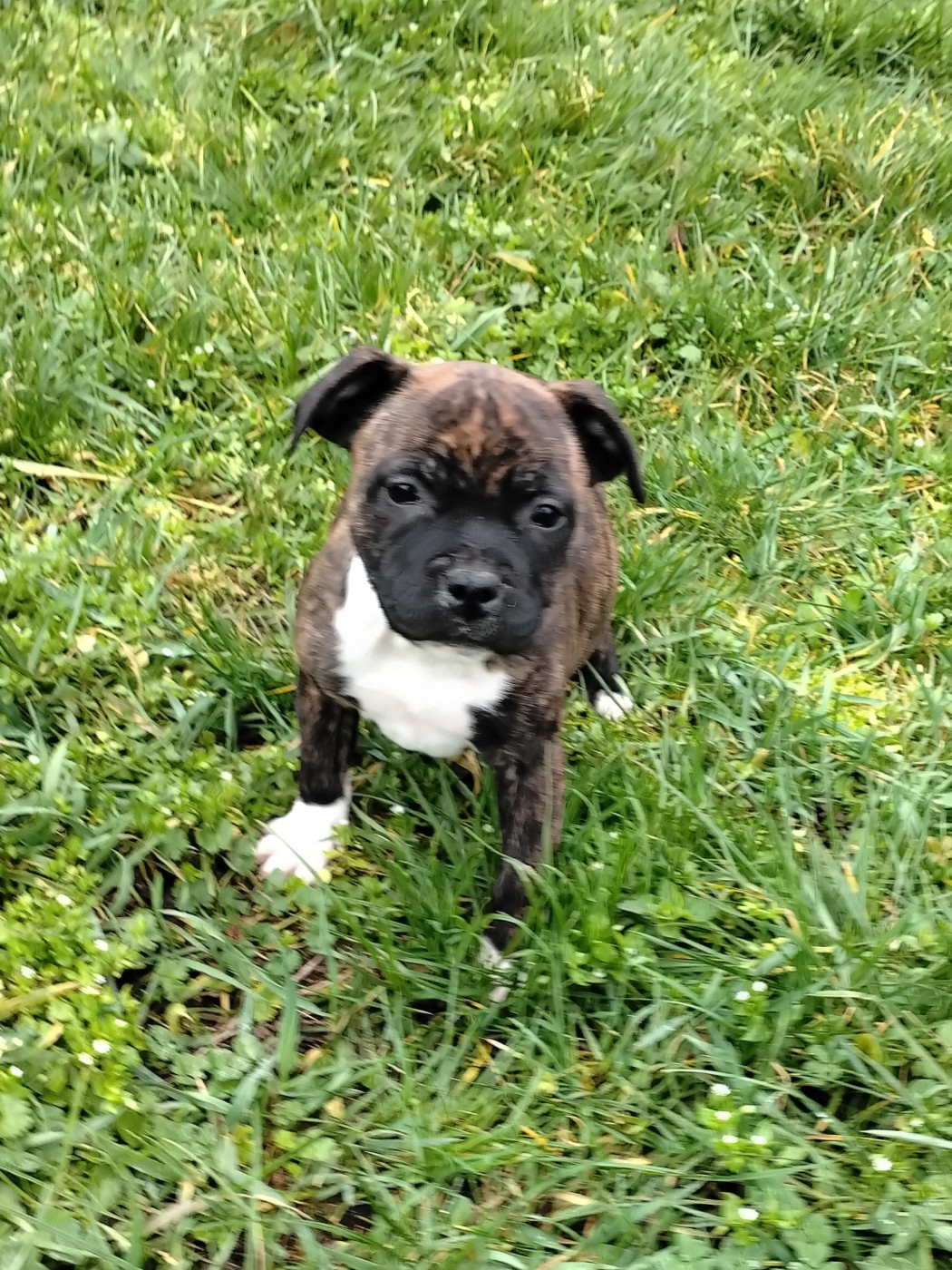 Pascale Trompas - Chiots disponibles - Staffordshire Bull Terrier