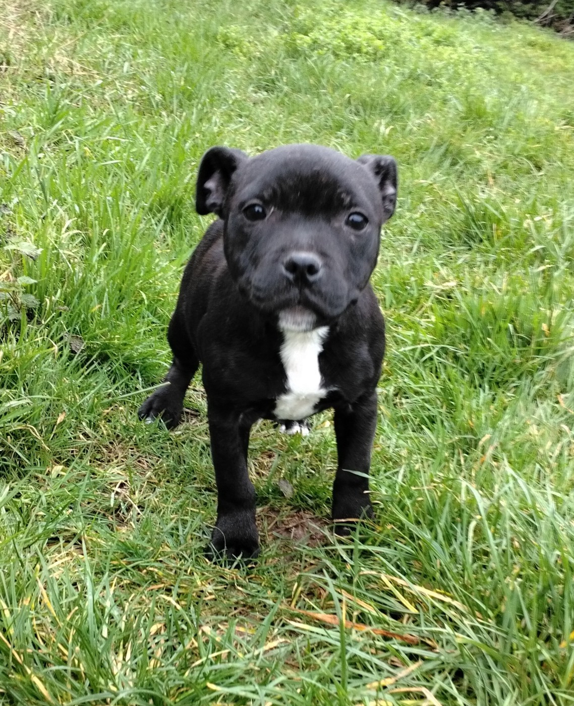 Pascale Trompas - Chiots disponibles - Staffordshire Bull Terrier