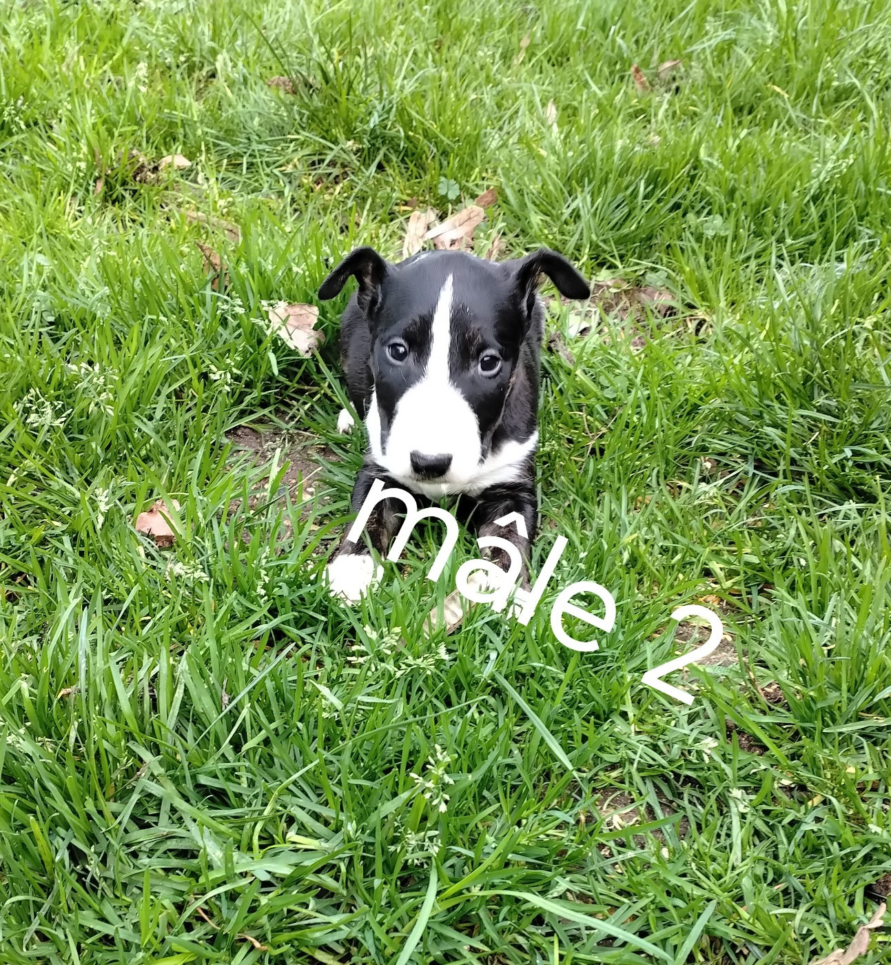 Pascale Trompas - Chiots disponibles - Bull Terrier Miniature