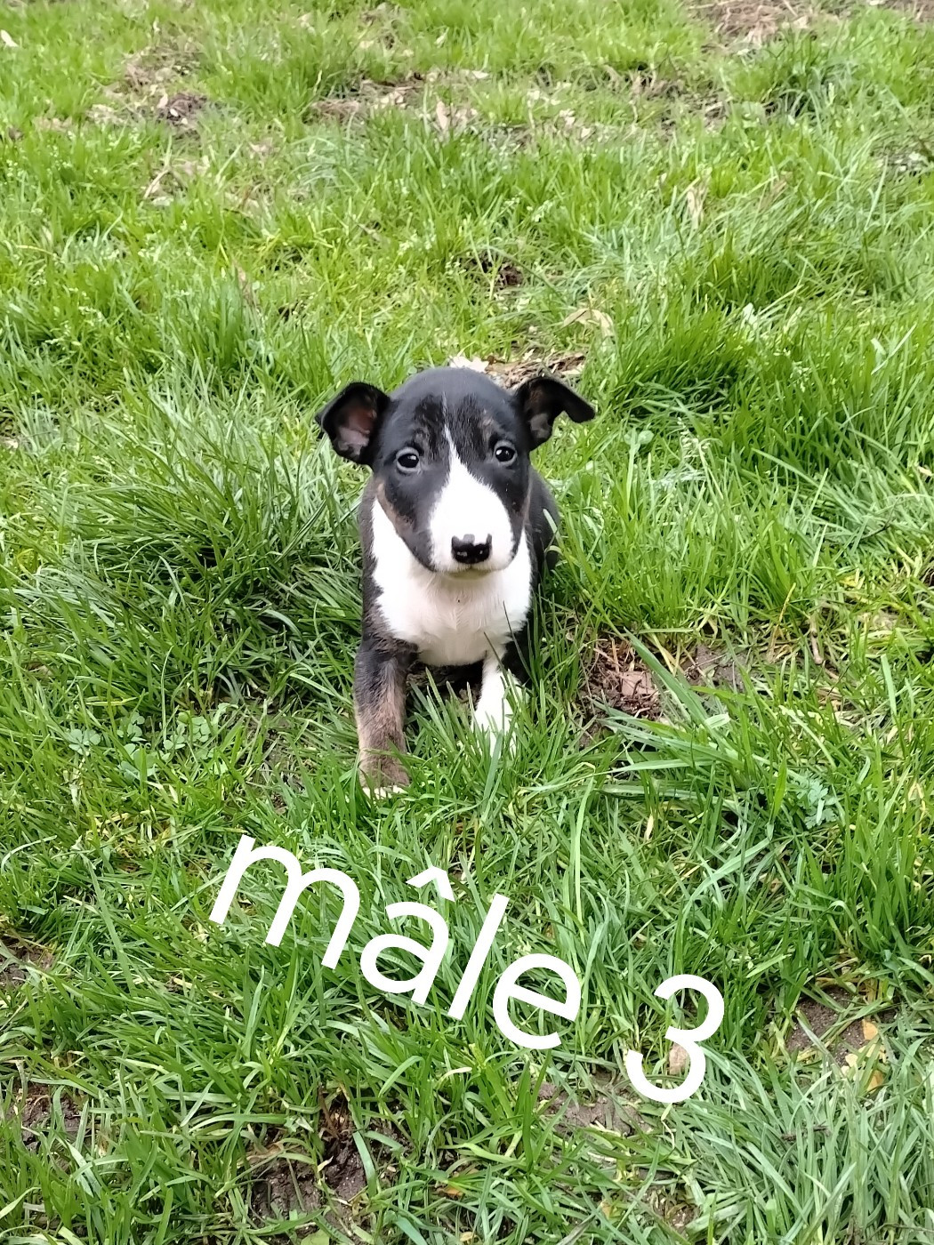 Pascale Trompas - Chiots disponibles - Bull Terrier Miniature