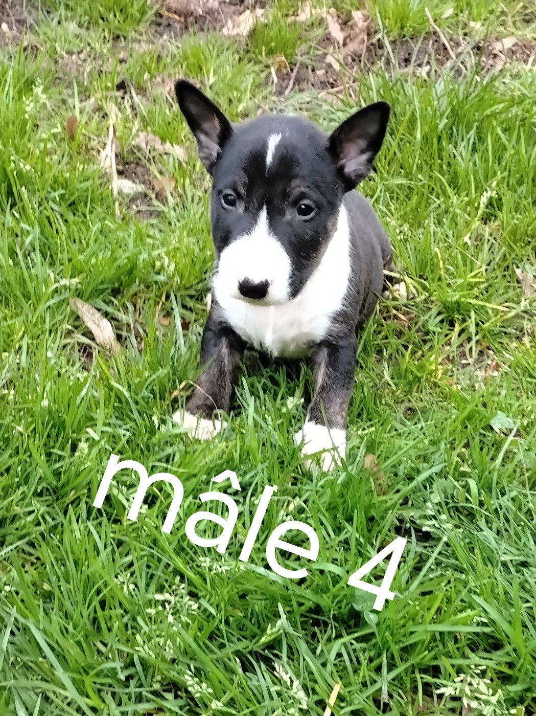 Pascale Trompas - Chiots disponibles - Bull Terrier Miniature