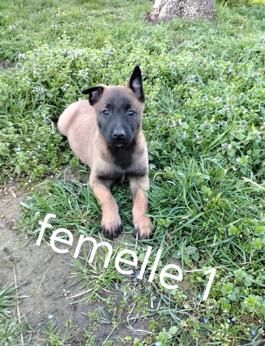 Pascale Trompas - Chiots disponibles - Berger Belge