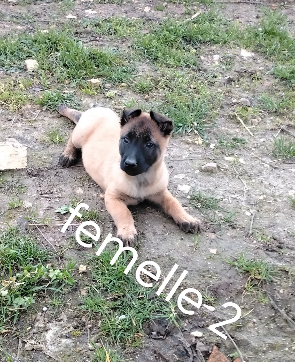 Pascale Trompas - Chiots disponibles - Berger Belge