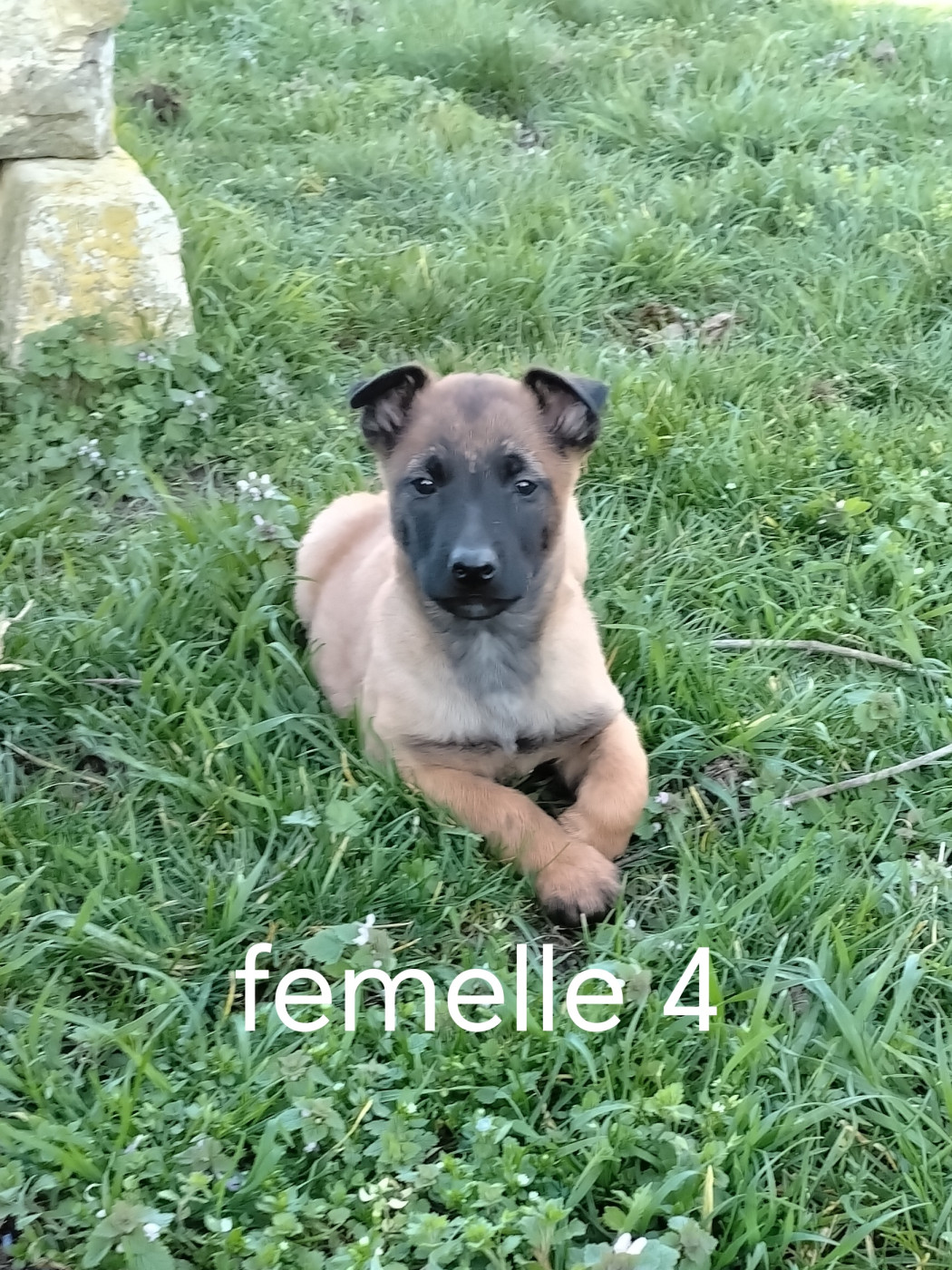 Pascale Trompas - Chiots disponibles - Berger Belge