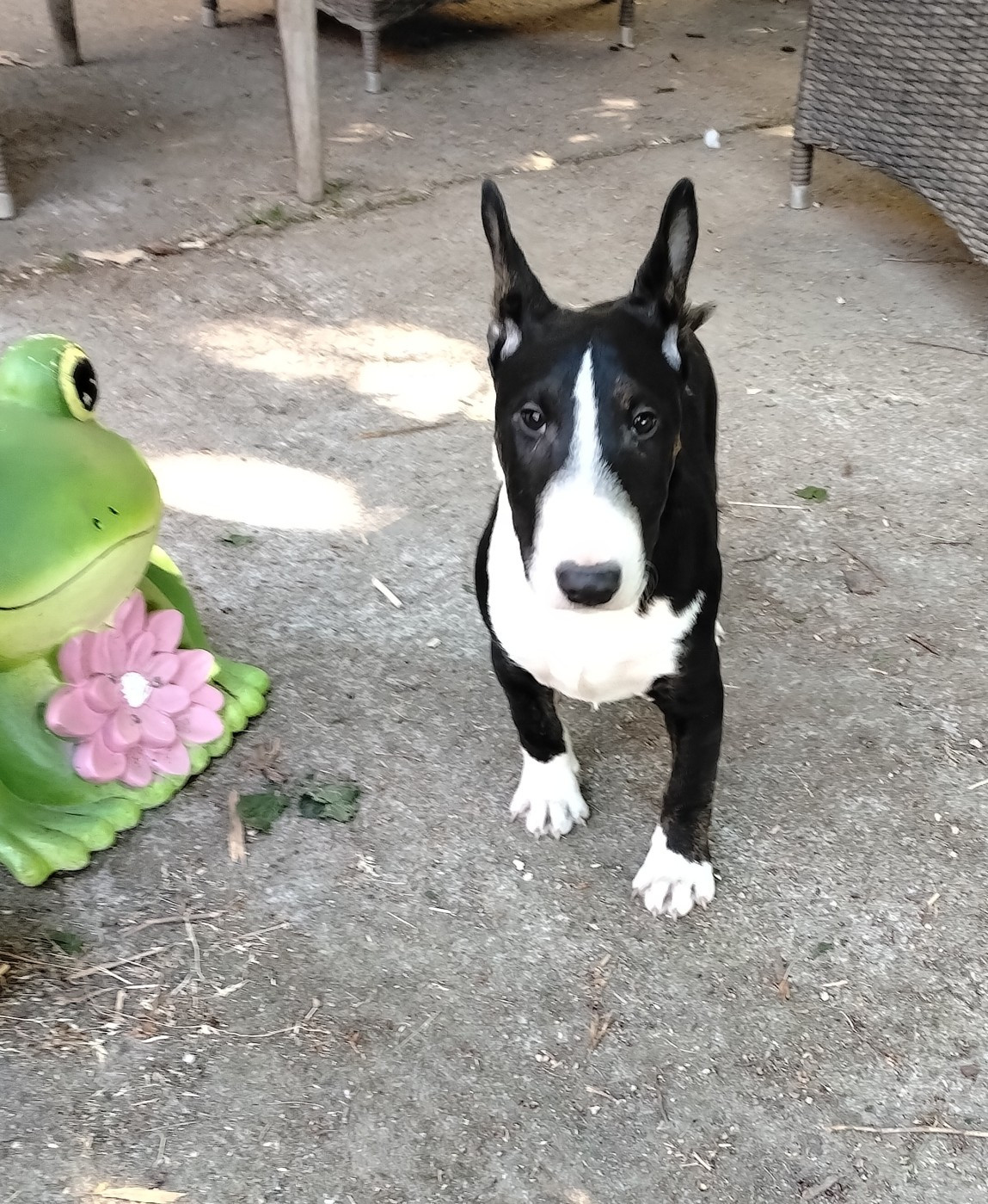 Pascale Trompas - Chiots disponibles - Bull Terrier Miniature