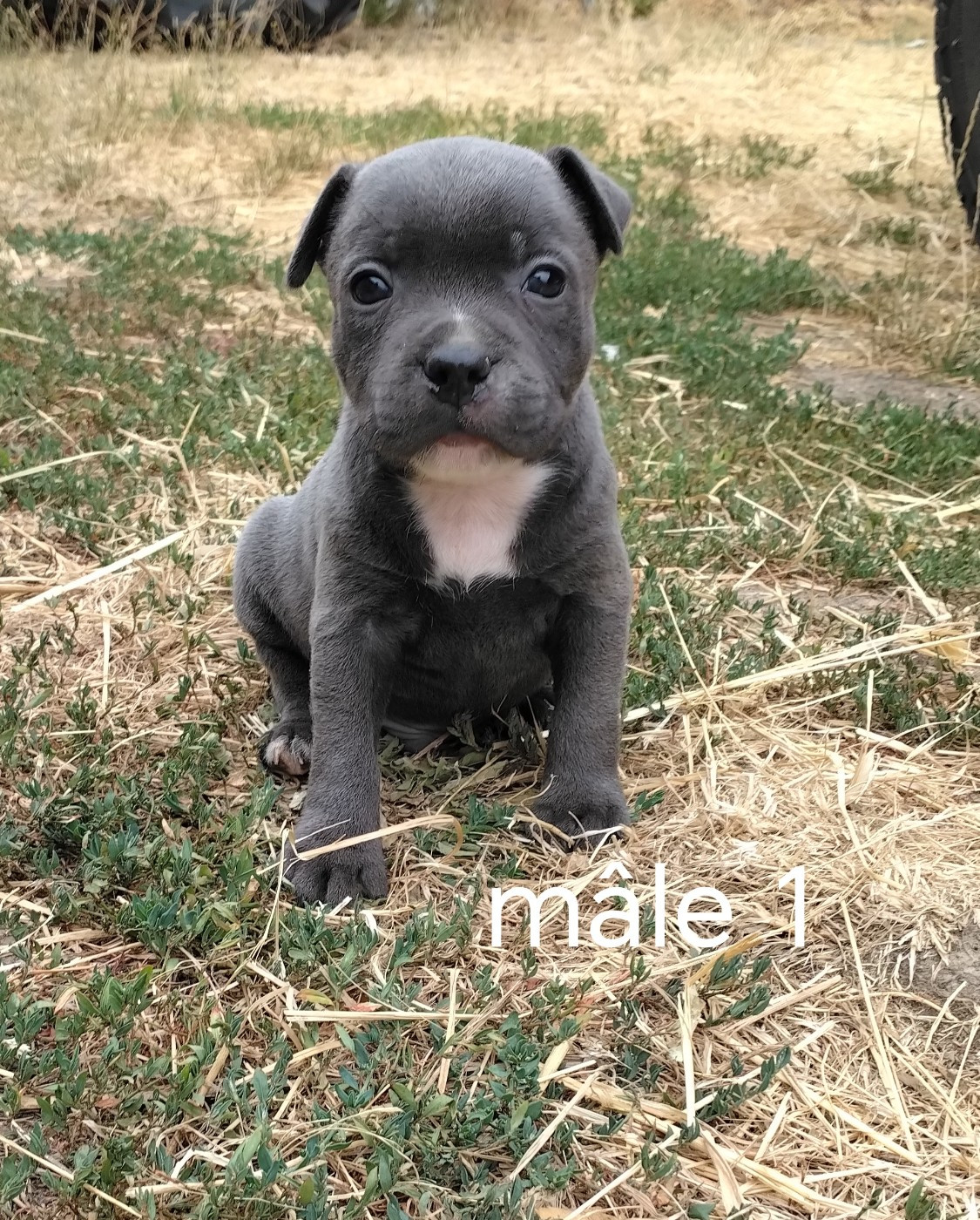 Pascale Trompas - Chiots disponibles - Staffordshire Bull Terrier