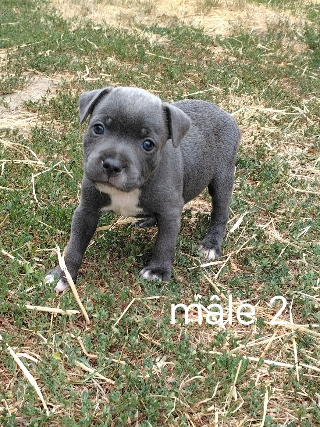 Pascale Trompas - Chiots disponibles - Staffordshire Bull Terrier