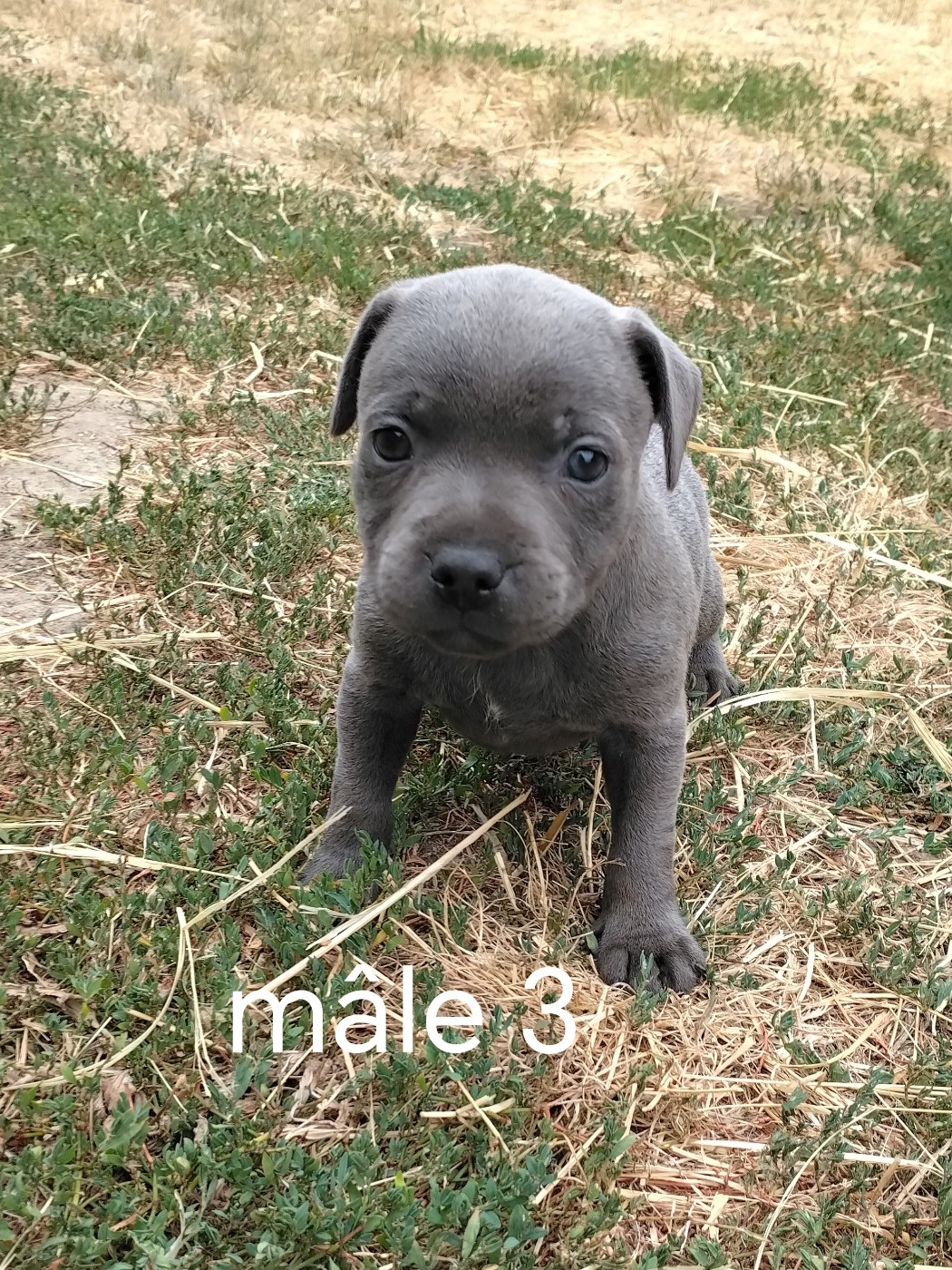Pascale Trompas - Chiots disponibles - Staffordshire Bull Terrier