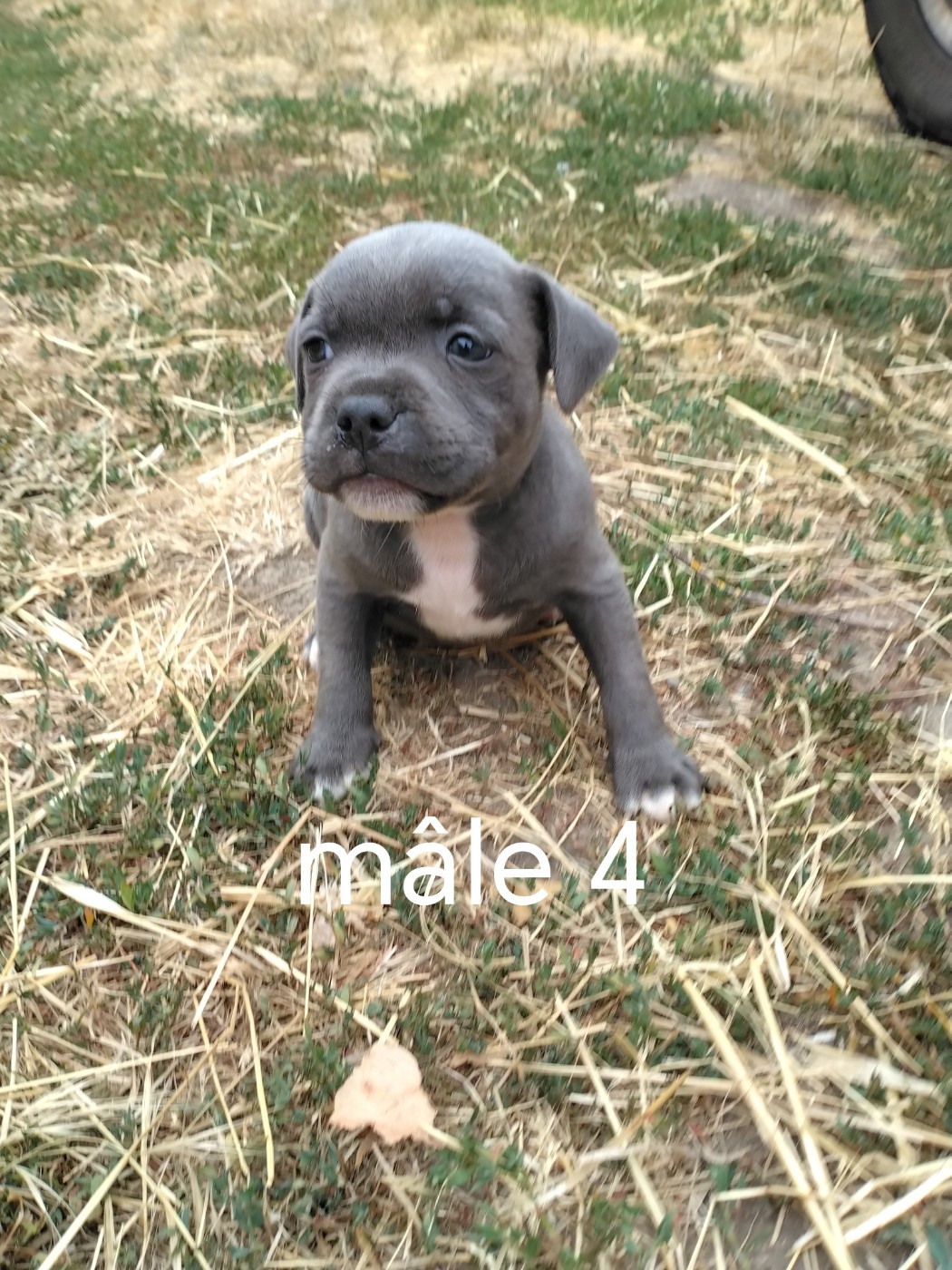 Pascale Trompas - Chiots disponibles - Staffordshire Bull Terrier