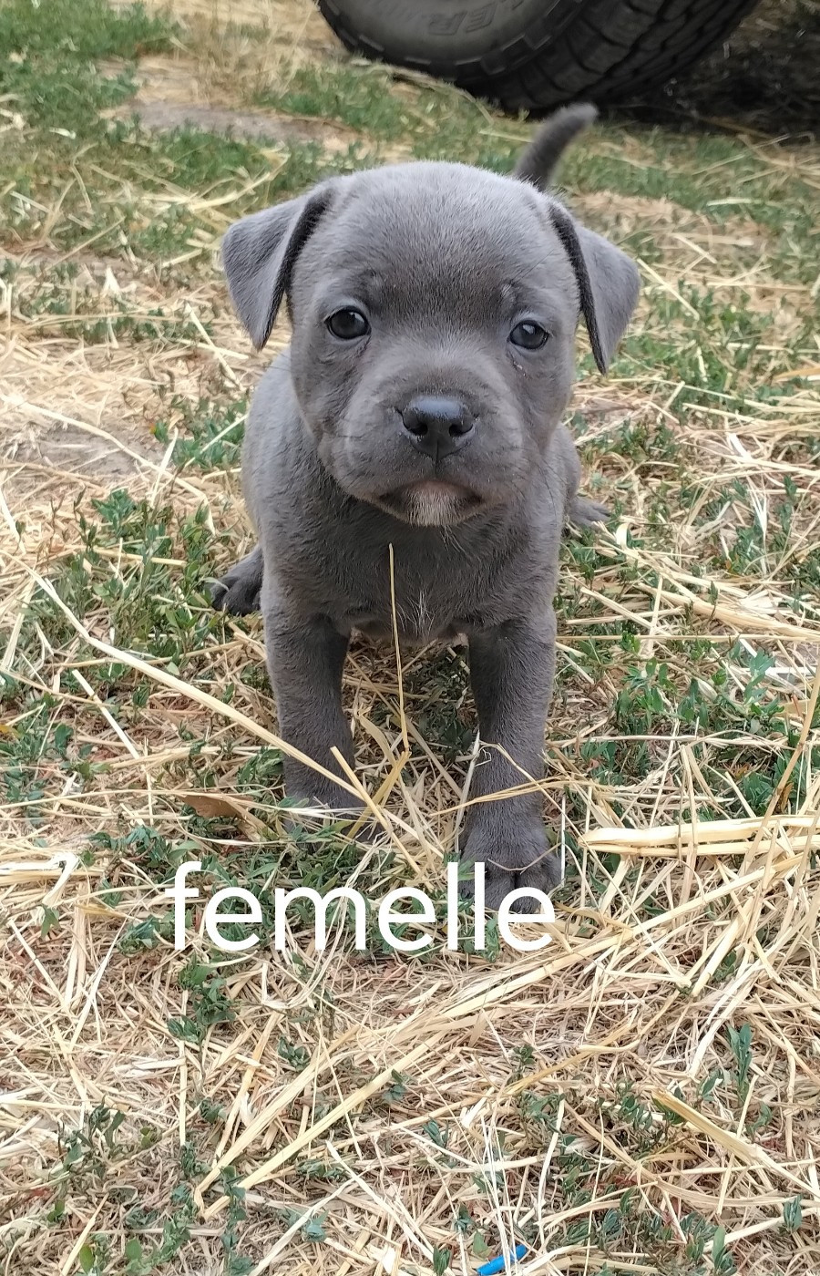 Pascale Trompas - Chiots disponibles - Staffordshire Bull Terrier