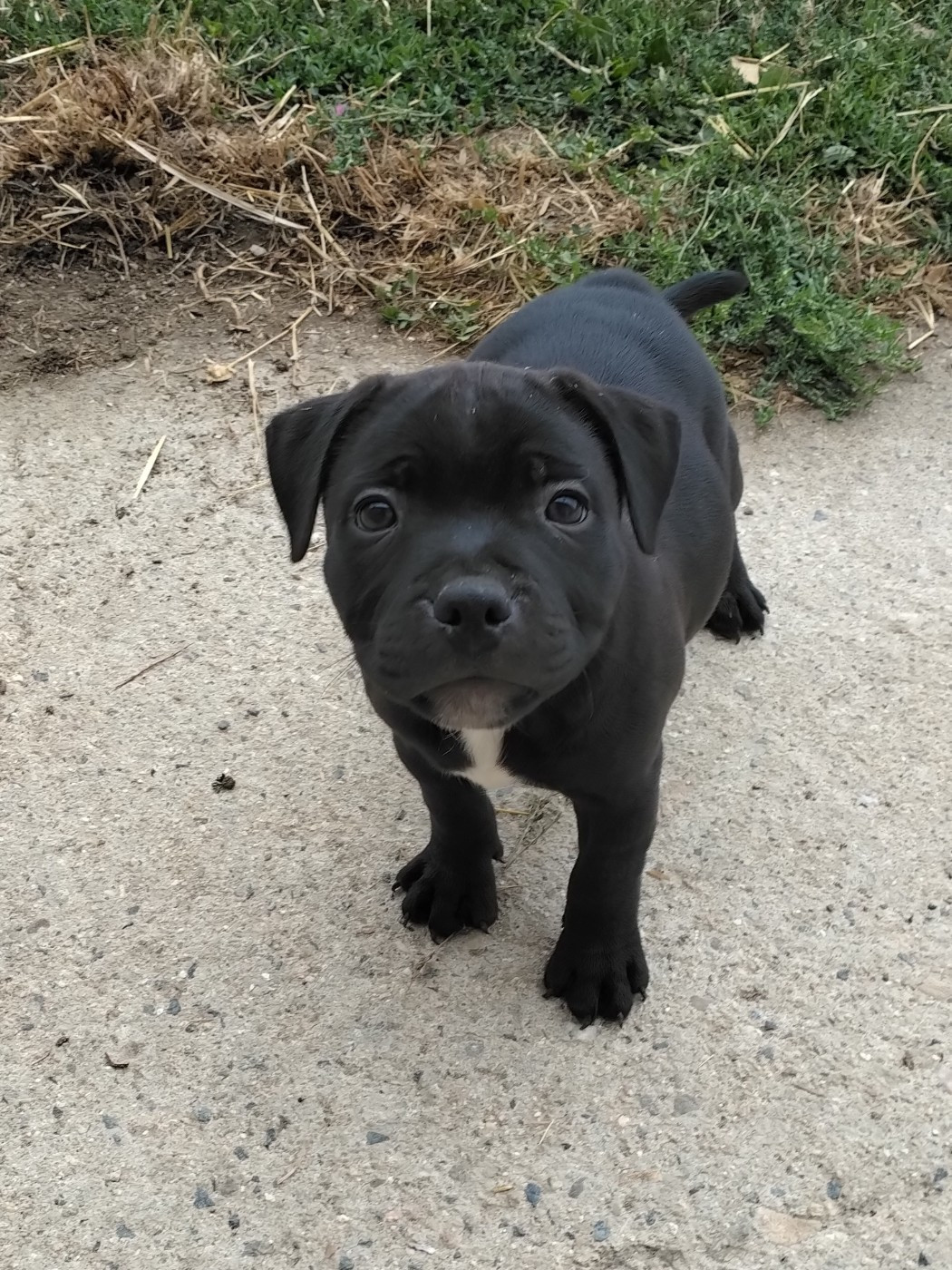 Pascale Trompas - Chiots disponibles - Staffordshire Bull Terrier