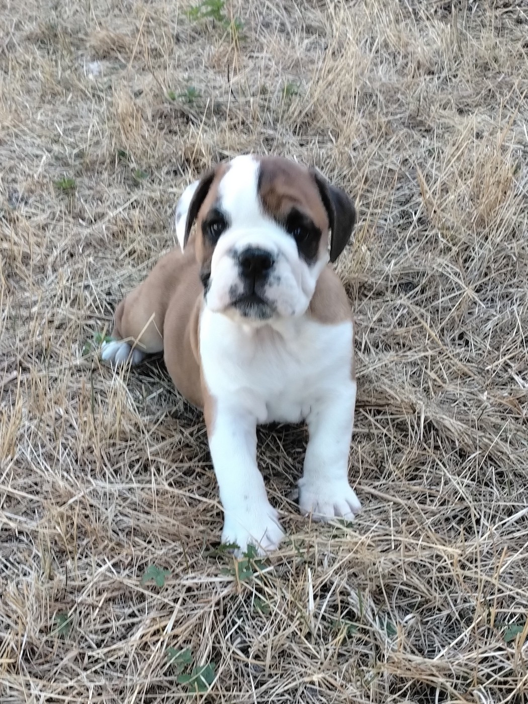 Pascale Trompas - Chiots disponibles - Bulldog Anglais