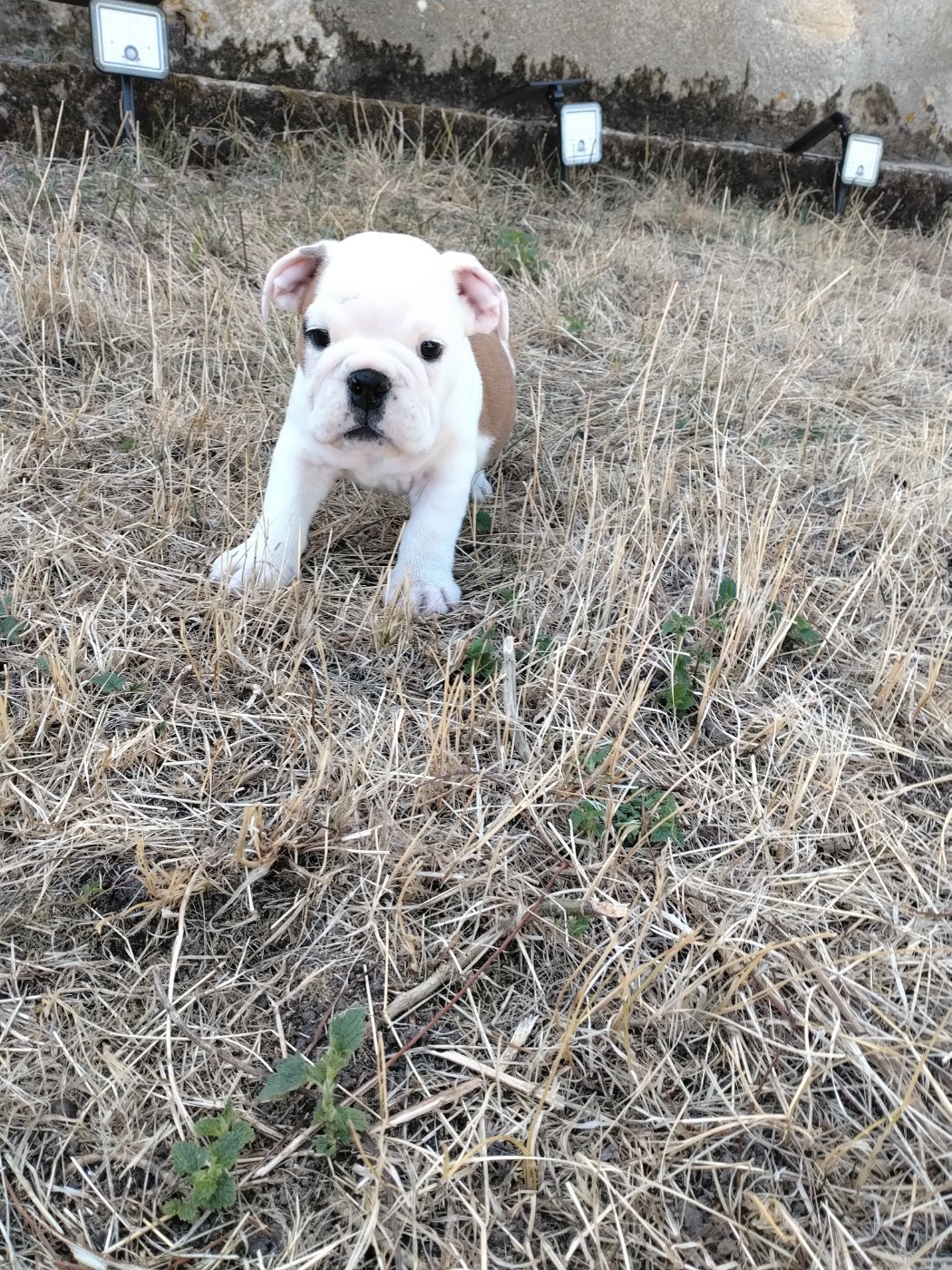 Pascale Trompas - Chiots disponibles - Bulldog Anglais