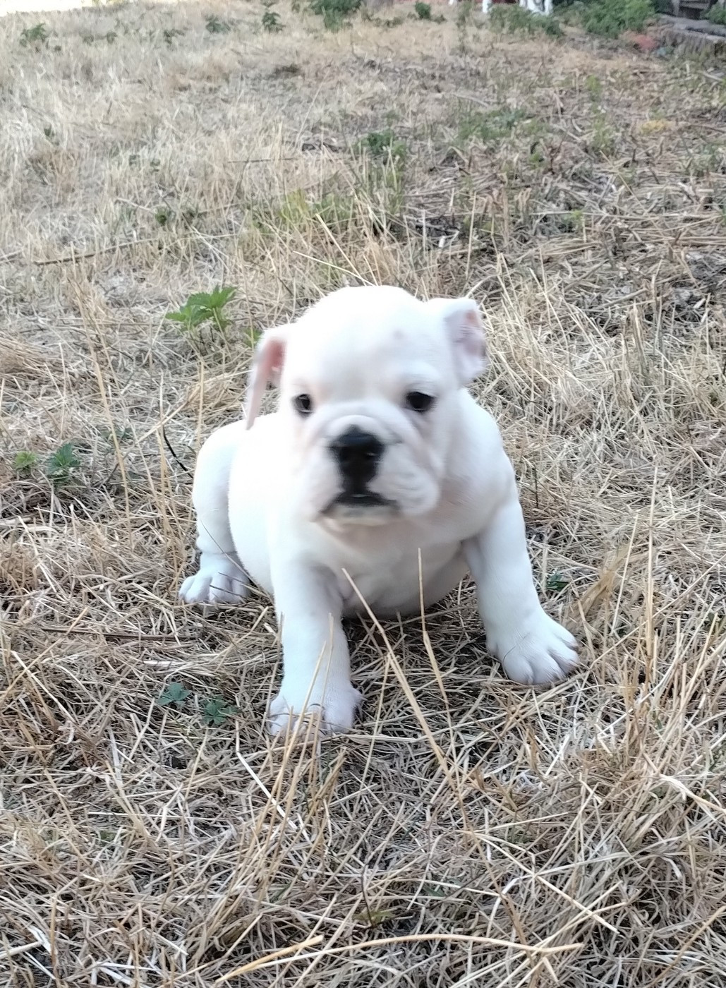 Pascale Trompas - Chiots disponibles - Bulldog Anglais
