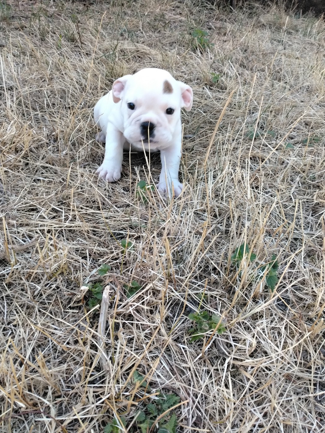 Pascale Trompas - Chiots disponibles - Bulldog Anglais