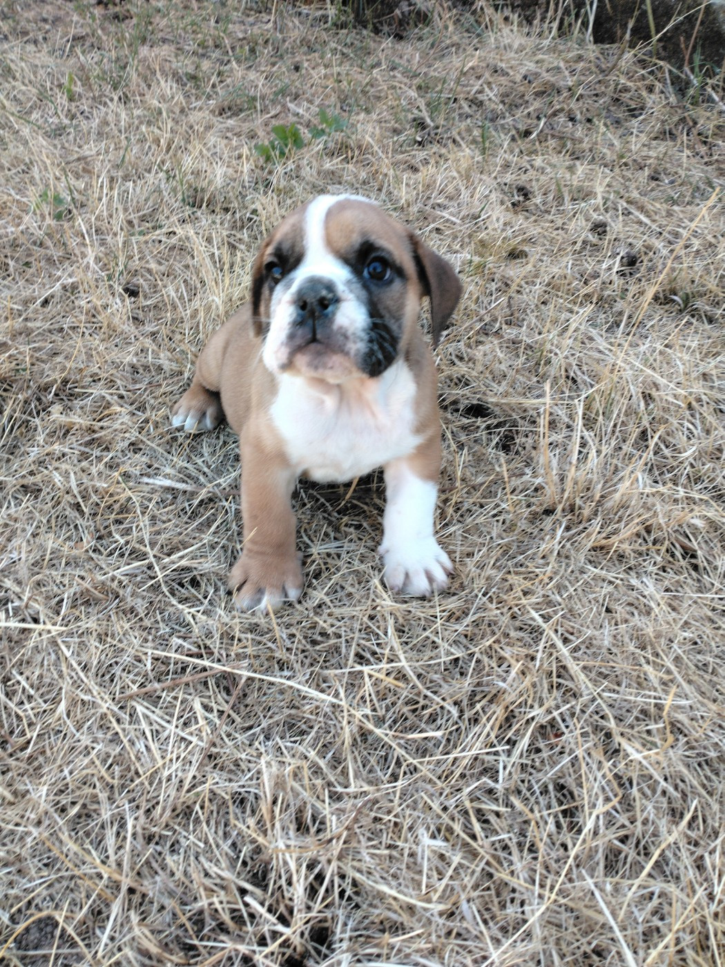Pascale Trompas - Chiots disponibles - Bulldog Anglais