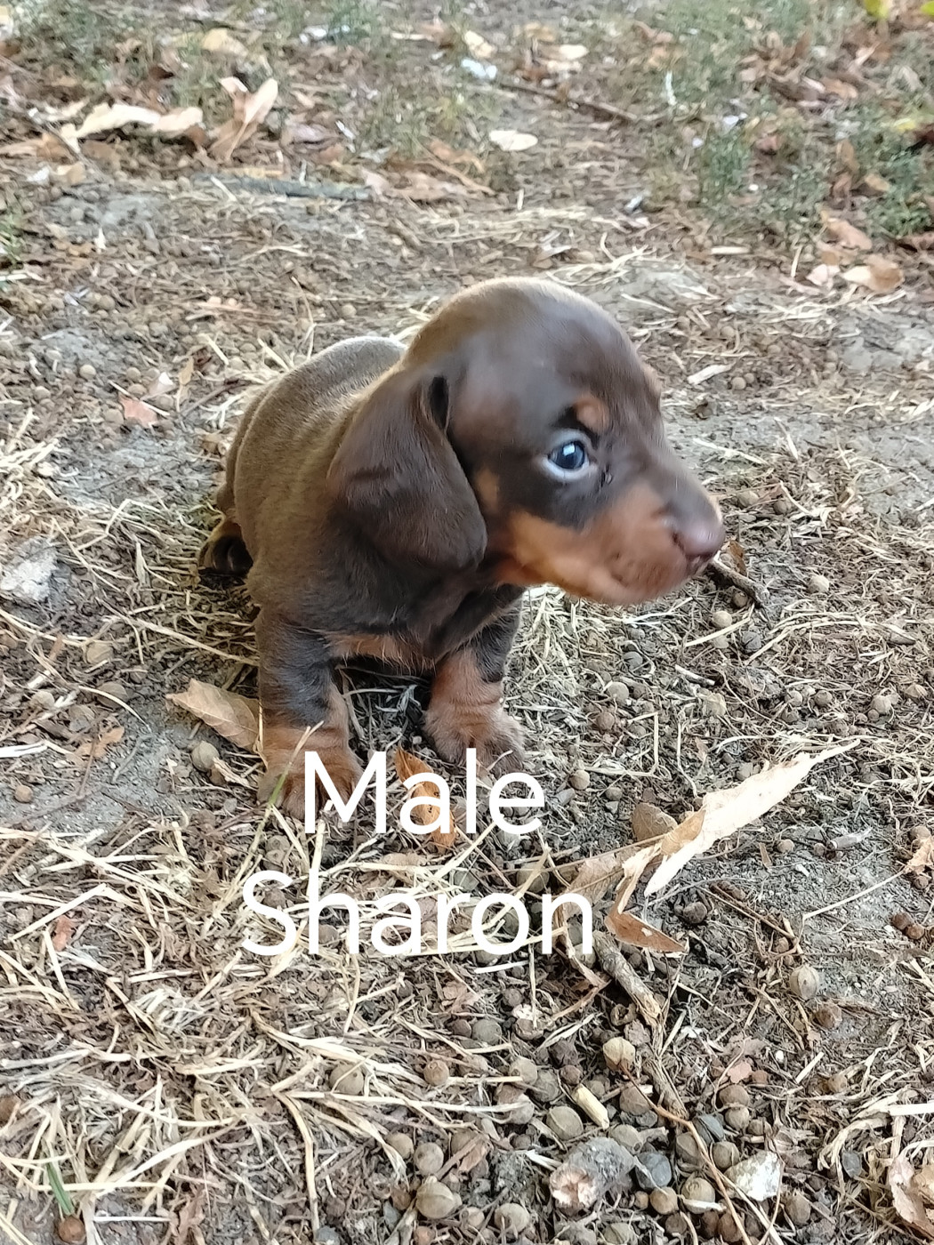 Pascale Trompas - Chiots disponibles - Teckel