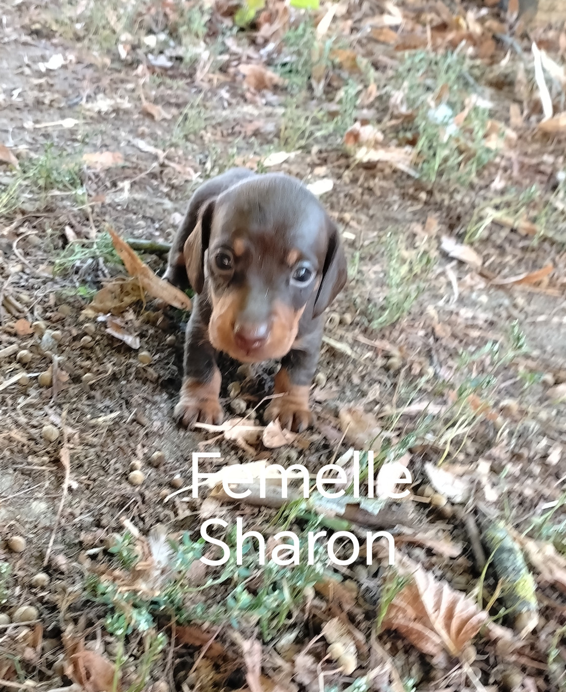 Pascale Trompas - Chiots disponibles - Teckel