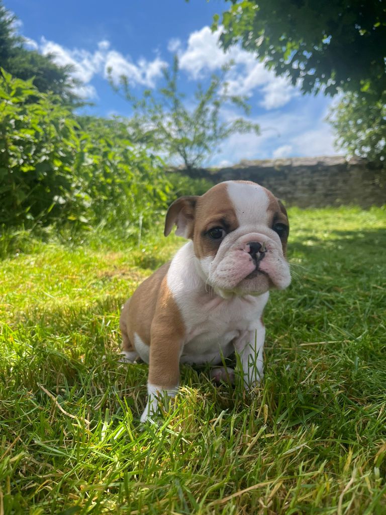 Pascale Trompas - Chiots disponibles - Bulldog Anglais
