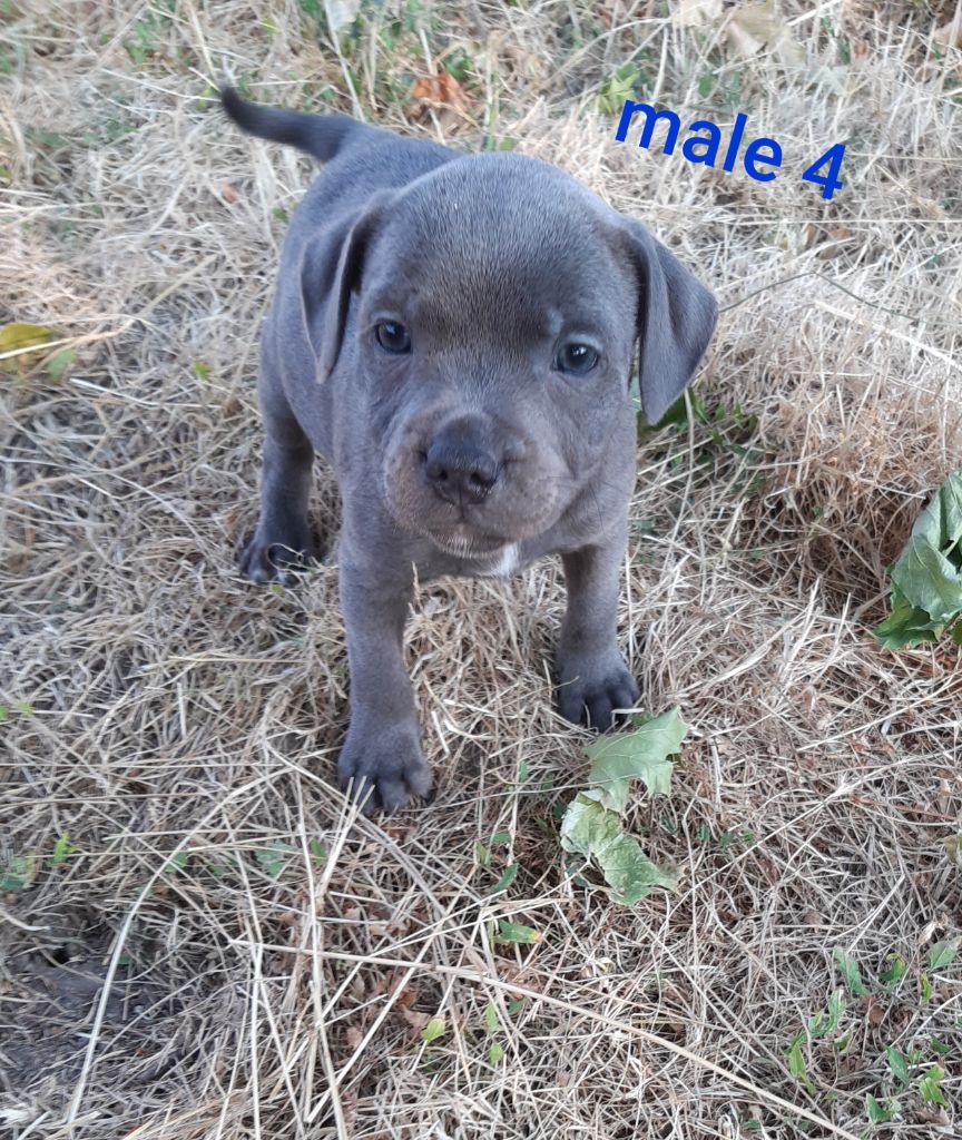 Pascale Trompas - Chiots disponibles - Staffordshire Bull Terrier