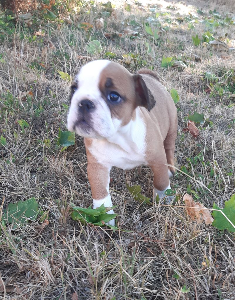 Pascale Trompas - Chiots disponibles - Bulldog Anglais