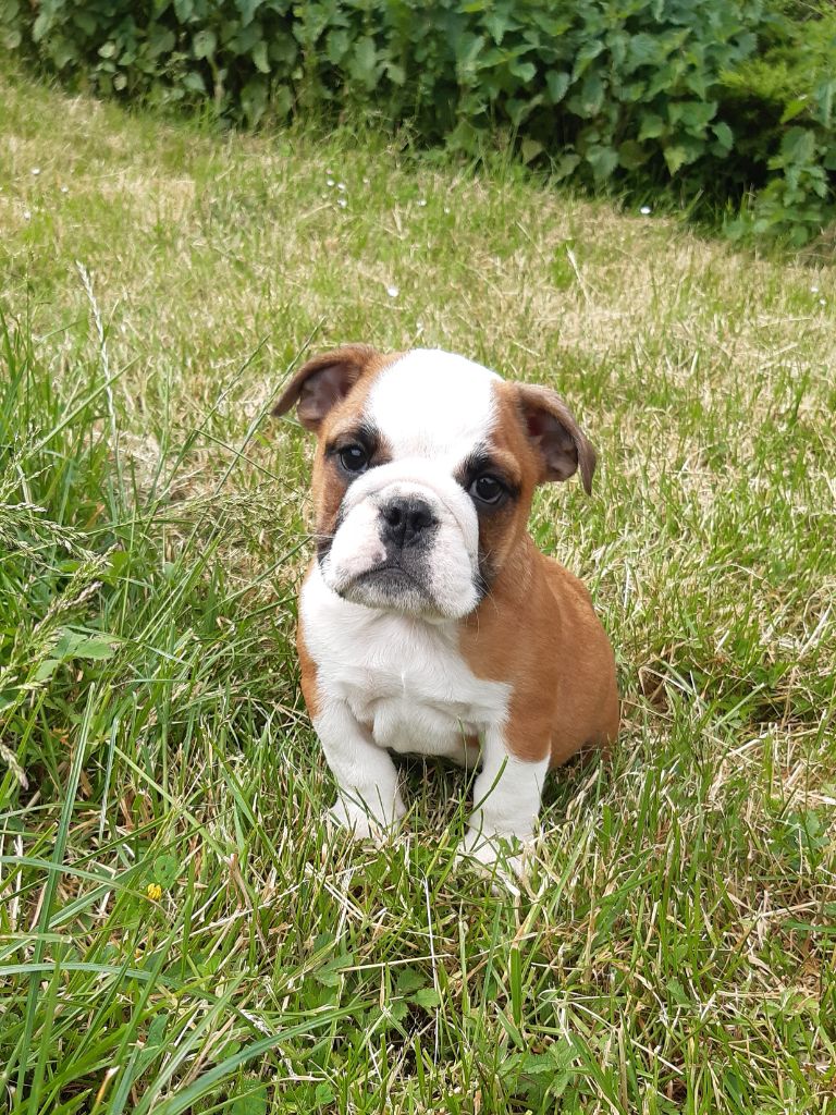 Pascale Trompas - Chiots disponibles - Bulldog Anglais