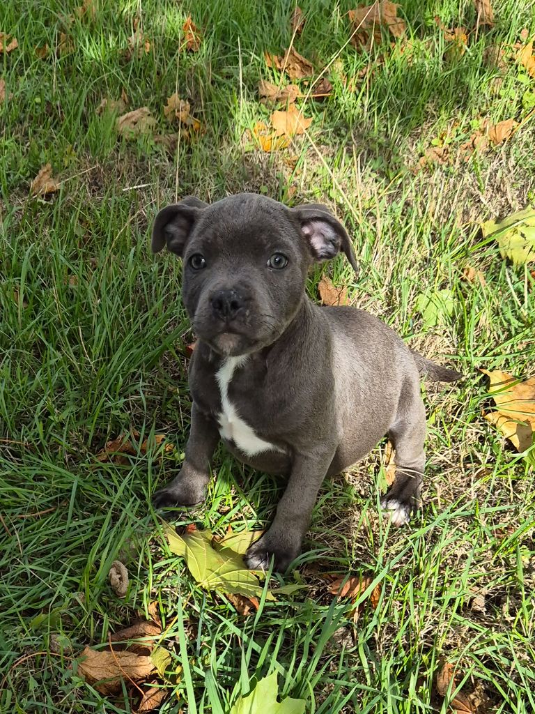 Pascale Trompas - Chiots disponibles - Staffordshire Bull Terrier