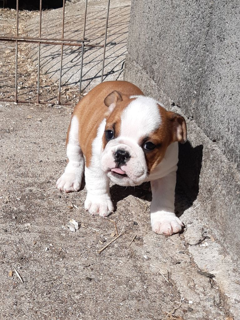 Pascale Trompas - Chiots disponibles - Bulldog Anglais