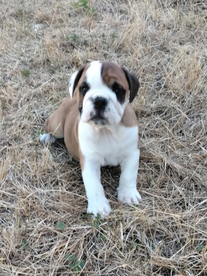 Chiot N°1