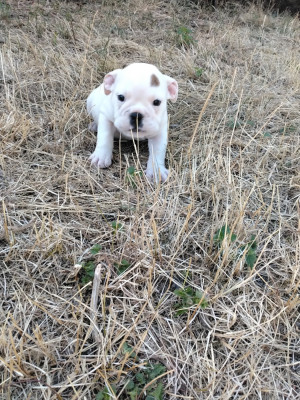 Chiot N°4