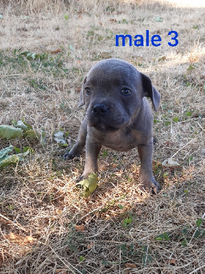 CHIOT 2