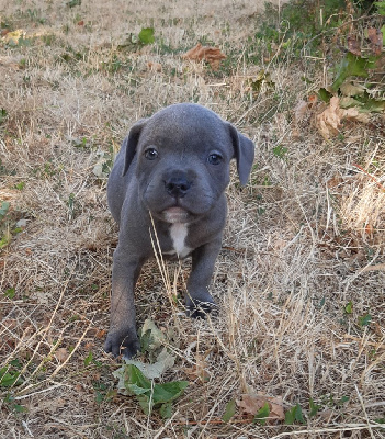 CHIOT 4