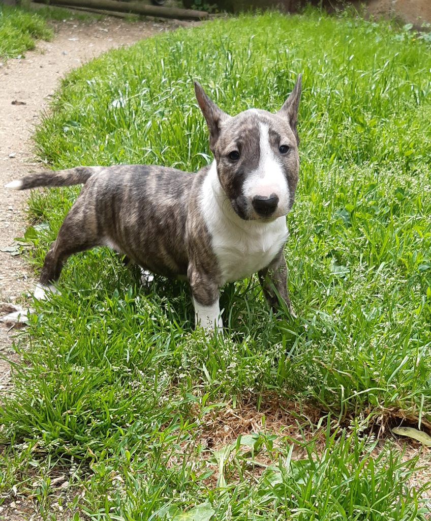 Pascale Trompas - Chiots disponibles - Bull Terrier Miniature