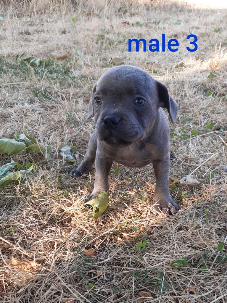 Pascale Trompas - Chiots disponibles - Staffordshire Bull Terrier