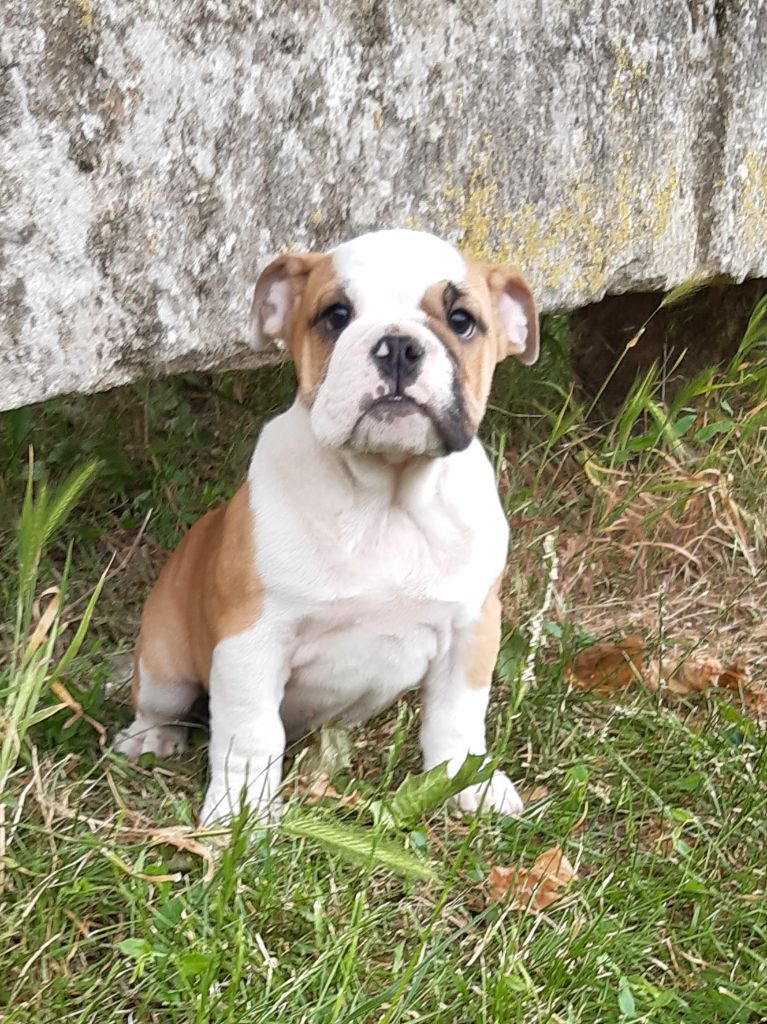 Pascale Trompas - Chiots disponibles - Bulldog Anglais