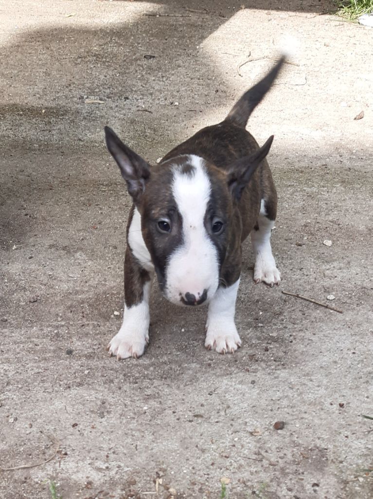 Pascale Trompas - Chiots disponibles - Bull Terrier Miniature